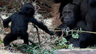 Gorilla Babies [upl. by Matusow908]