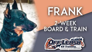 Beauceron 3 yo quotFrankquot  Best Beauceron Obedience Training  Off Leash K9 Training Spokane [upl. by Emilia457]