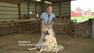 Sheep Shearing Penn State Extension [upl. by Eidnyl156]