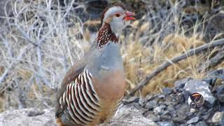 Perdiz Moruna  partridge moruna  Alectoris barbara [upl. by Rintoul366]