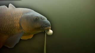 Carp Fishing short winter session fishing beating the blank [upl. by Clute]