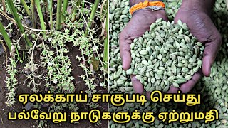 ஏலக்காய் சாகுபடி செய்து வெளிநாடுகளுக்கு ஏற்றுமதி  cardamom cultivation in tamil  elam ancha [upl. by Currie]