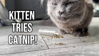 Kitten Tries Catnip For The First Time [upl. by Katlaps624]