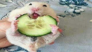 Funny Hamsters  Cute And Funny Hamster Videos Compilation [upl. by Ranna]