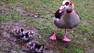 Newly hatched Egyptian goslings Alopochen aegyptiaca [upl. by Eymaj]