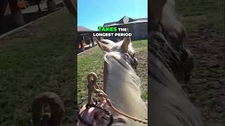 Mastering Horse Training Tips amp Techniques 🐴✨ [upl. by Tserrof]