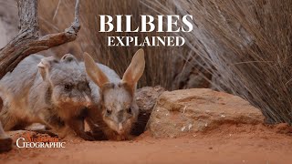 The Adorable Bilby Australias Endangered Superhero [upl. by Arv297]