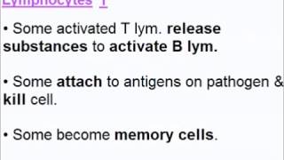 The Immune System  Quick A Level Biology Revision [upl. by Lan]