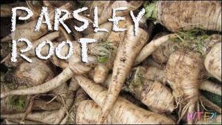 What is Parsley Root  How to Make Parsley Root Chips Recipe [upl. by Atteselrahc]