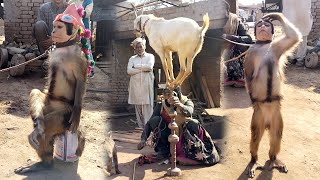 Haryanvi Bandar Ka Khel  Bandar ka Dance Tamasha  Bander Bakra aur Madari  Monkey Dance [upl. by Sella31]