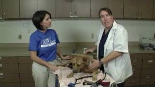 Vet Tip  Safe Restraint Methods [upl. by Lasser]