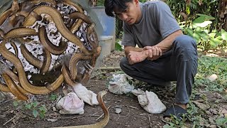 ISANG DRUM NA PUNO NG COBRA NAKAGAT SI COBRA PRINCE [upl. by Mansfield234]