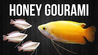 How to Breed Honey Gouramis [upl. by Armil]