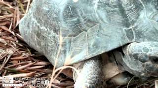 Testuggine marginata Testudo marginata  Marginated Tortoise or Margined Tortoise [upl. by Alan]