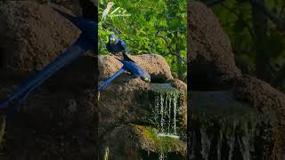 hyacinth macaw parrot wildlife parrot [upl. by Otrebireh188]