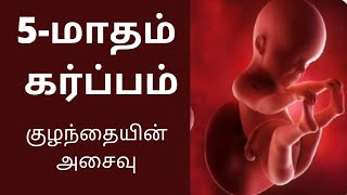 5month pregnancy in Tamil 5th Months Baby Developments in Tamil  கர்ப்பம் மாதம் 5 16 to 20 Week [upl. by Brownley]