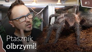 🕷️ PTASZNIK OLBRZYMI 🕸️INFORMACJE I KARMIENIE PAJĄKA [upl. by Sivert]