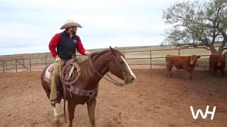 Working Ranch Horses [upl. by Douglas]