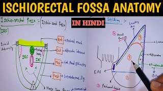 IschiorectalIschioanal fossa Anatomy  Boundaries and contents Perineum  Pelvis Anatomy [upl. by Ahseinad]