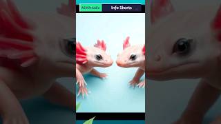 Axolotl Real Life Facts Cute Minecraft Creature Real Life cuteanimals cute wildlife minecraft [upl. by Roy]