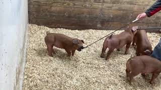 Pen 1 Duroc Gilts selling on Tuesday March 10th [upl. by Stets]