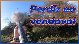 Perdiz en vendaval [upl. by Nomae]