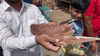 Jama masjid kabootar market delhi india 🕊️  Sunday kabootar market [upl. by Ronoel350]