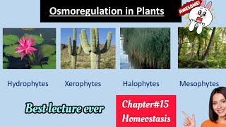 Osmoregulation in plantsHydrophytesMesophytesXerophytes solutionClass 12 Biology😇 [upl. by Ehgit]