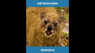 Chuột Procavia Capensis Với Hơn 60 Bà Vợ [upl. by Adkins]