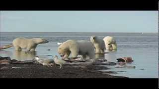 Polar Bear Makes Off with Block of Whale Blubber [upl. by Elazaro]