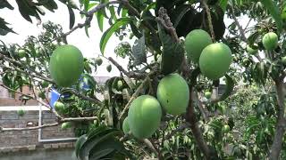 Mangoes  My Mango Tree  Summer Garden [upl. by Nnylorac]