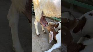 babygoat milk babyanimal shortsfeed [upl. by Yseulte]