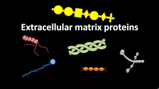 Extracellular matrix proteins like laminin  fibronectin  nidogen or entactin  collagens [upl. by Xonk]