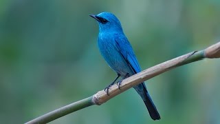 Verditer Flycatcher Male A Bird Video [upl. by Jere89]