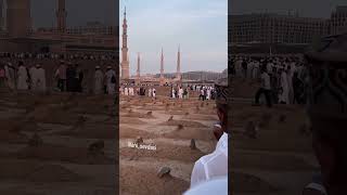 illahisevdasi keşfettt alhamdulillah madinah madina medine haramain prophetmuhamma ﷺ [upl. by Ueihtam872]