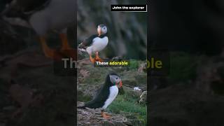 Puffins  Fun Fact [upl. by Tammany]