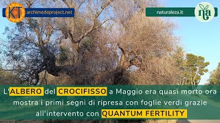 La Rinascita degli Ulivi in Puglia Il Miracolo di Quantum Fertility [upl. by Aimahs]