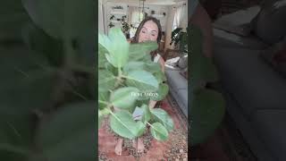 Ficus Plant Varieties You Need   Plant Care Tips [upl. by Anrahs867]