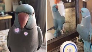 Hamlet the Parrot is going viral on TikTok for silly antics [upl. by Balling]