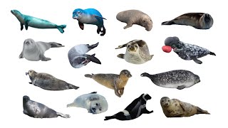 Species of True Seals  Earless Seals  Phocids [upl. by Wiles]