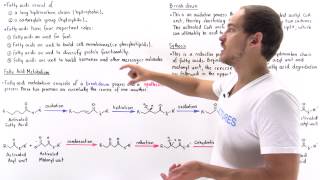 Introduction to Fatty Acid Metabolism [upl. by Bollinger710]