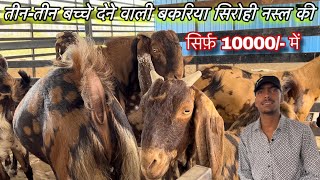 ₹10000How to start goatfarming India’s largest goat farmingSirohigoatfarm [upl. by Maren]