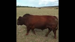 Big Bonsmara bull gets amazing welcome [upl. by Dorice]