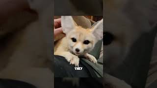 The smallest fox in the world  Fennec fox [upl. by Alexandros353]