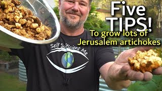 5 Tips How to Grow a Ton of Jerusalem ArtichokeSunchoke [upl. by Neilla]