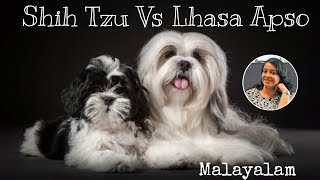 Shih Tzu amp Lhasa Apso Differences  Which One Is Best Pavis Pawdcast 🐾 [upl. by Rodi]