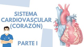 🫀Anatomía y fisiología del corazón PARTE I  Fácil  ENFERMERÍA [upl. by Zel648]