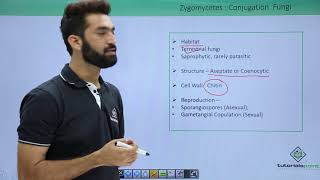 Class 11th – Kingdom Fungi  Zygomycetes Conjugation Fungi  Tutorials Point [upl. by Iveel]