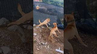 street dog fight  dog barking sound  dogs fight video dogfight streetdog [upl. by Casilda]