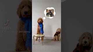 Goldendoodle puppy portrait Expectations VS Reality [upl. by Elliven]